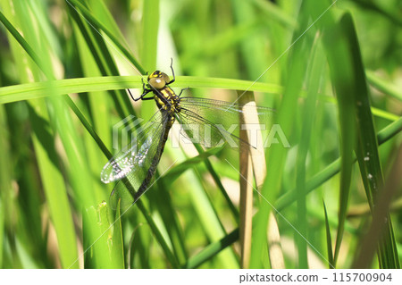 Emergence of Onyangma 115700904