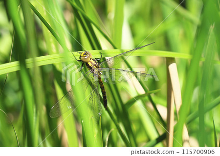 Emergence of Onyangma 115700906