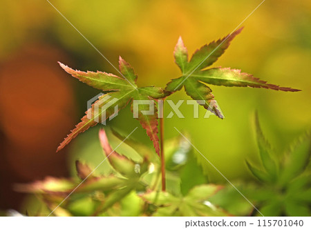 Mountain maple (new buds, budding, beautiful autumn leaves, yellow leaves, image) 115701040