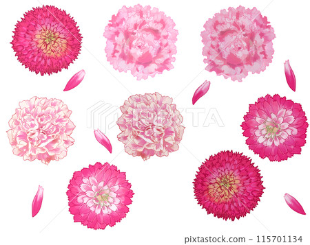 柔和的粉紅色康乃馨和花瓣 柔和的粉紅色康乃馨和花瓣 115701134