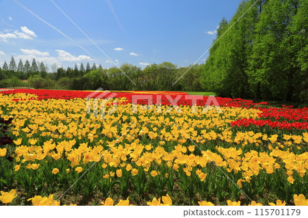 View of the tulip garden in full bloom at Hiroshima Serakogen Farm View of the tulip garden in full bloom at Hiroshima Serakogen Farm 115701179