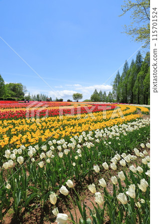 廣島世羅高原農場的風景，色彩繽紛的鬱金香田在藍天的襯托下閃閃發光 115701524