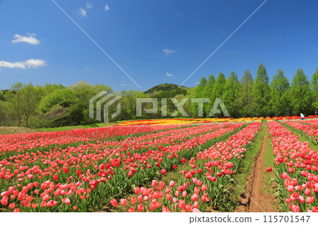 廣島世羅高原農場的鬱金香花田與藍天相映成趣。 115701547