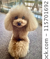 Sitting toy poodle 115701692