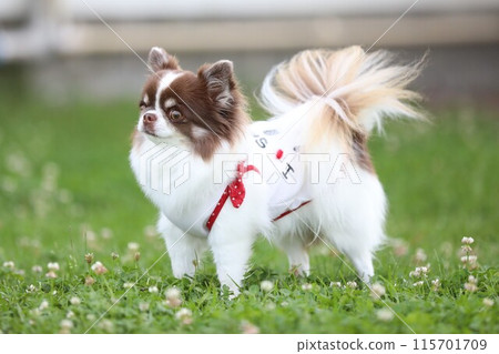 A cute dog running happily in a dog run A cute dog running happily in a dog run 115701709