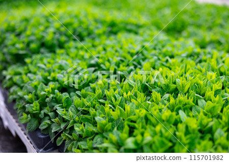Large quantity of garden pots with green mint placed on the ground Large quantity of garden pots with green mint placed on the ground 115701982