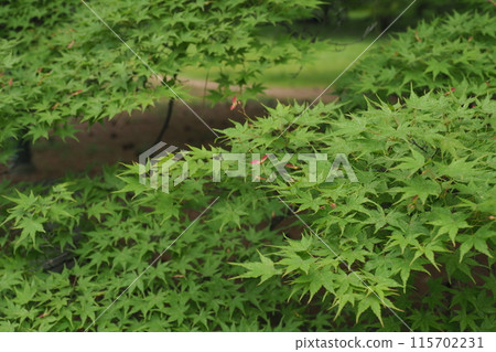 京都御苑新綠色 京都御苑新綠色 115702231