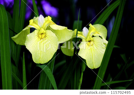 Yellow flower iris 115702495