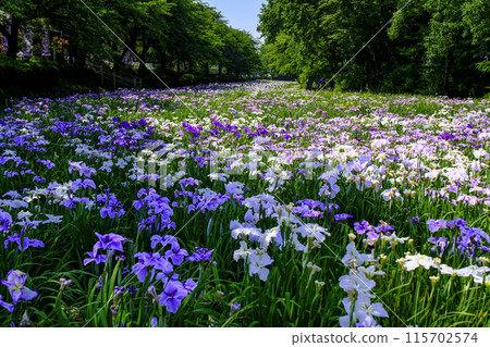 Landscape with irises Landscape with irises 115702574