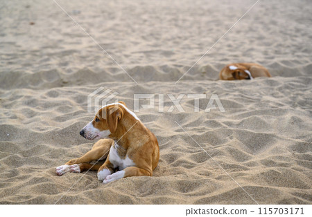 Young stray dogs on the coastal sand in Fujairah, United Arab Emirates 115703171