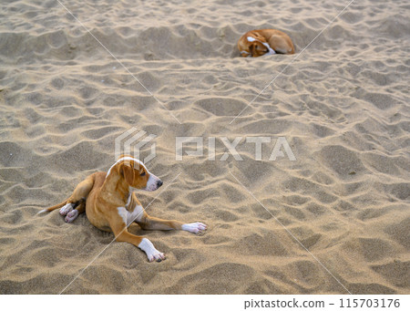 Young stray dogs on the coastal sand in Fujairah, United Arab Emirates 115703176