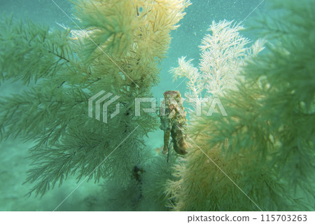 A seahorse among soft corals in turquoise light at the bottom of the Gulf of Oman in Fujairah, UAE 115703263