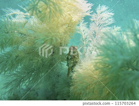 A seahorse among soft corals in turquoise light at the bottom of the Gulf of Oman in Fujairah, UAE 115703264