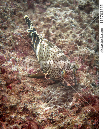 Grouper fish at the bottom of the Gulf of Oman in Fujairah, United Arab Emirates footprints Grouper fish at the bottom of the Gulf of Oman in Fujairah, United Arab Emirates footprints 115703265