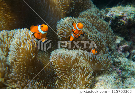 Clown anemonefish in sea anemone 115703363