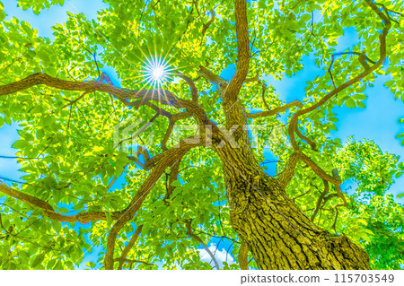 Yokohama cityscape in Japan. Blue sky... Sunlight shines through the camphor tree. A ray of hope... The flower's meaning is fragrance. On the 19th, in Yokohama city. 115703549