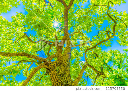 日本橫濱城市景觀藍天...樟樹，陽光透過它。希望之光…花的語言是香味=19日，橫濱市 115703550