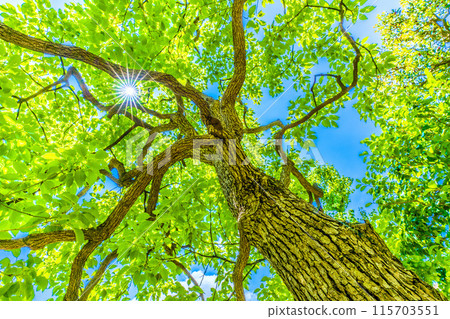 日本橫濱城市景觀藍天...樟樹，陽光透過它。希望之光…花的語言是香味=19日，橫濱市 115703551