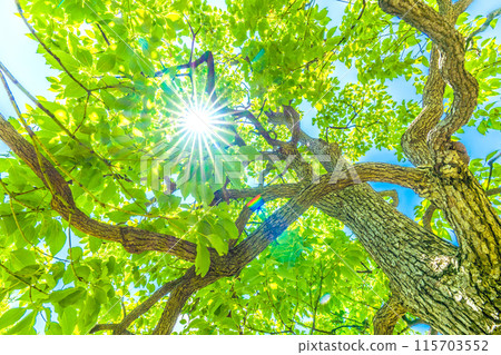 日本橫濱城市景觀藍天...樟樹，陽光透過它。希望之光…花的語言是香味=19日，橫濱市 115703552