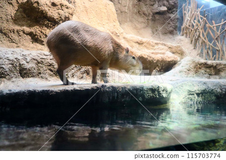 水豚泡溫泉 水豚泡溫泉 115703774