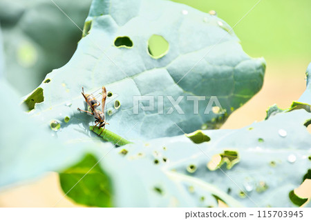 紙黃蜂捕捉幼蟲 115703945