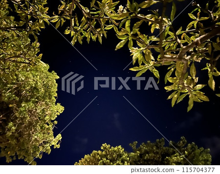 Tree stars night sky 115704377