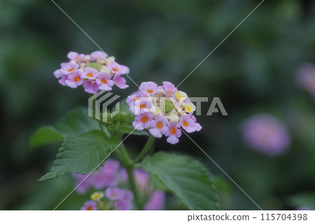 粉紅色的馬纓丹花 粉紅色的馬纓丹花 115704398