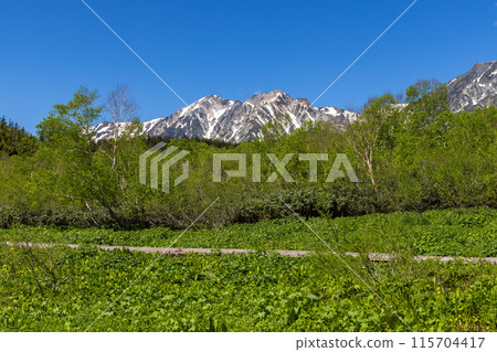 Fresh greenery of the mountains in early summer Fresh greenery of the mountains in early summer 115704417