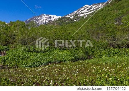 Fresh greenery of the mountains in early summer 115704422