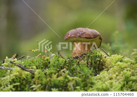 Pine bolete mushroom growing in the woods 115704460