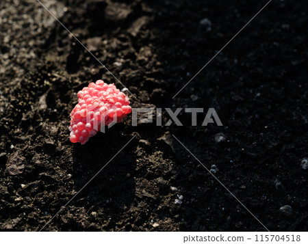 Pink eggs of giant snails Agriculture 115704518