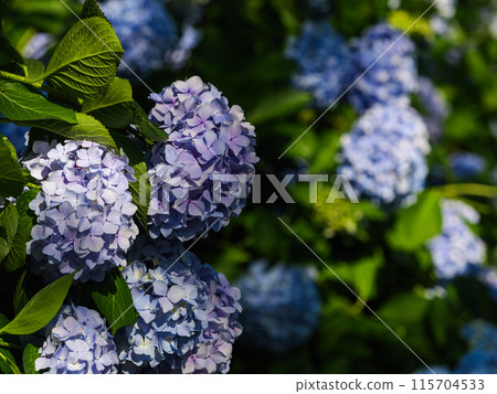 紫色繡球花,雨季,香川縣紫雲山 紫色繡球花,雨季,香川縣紫雲山 115704533