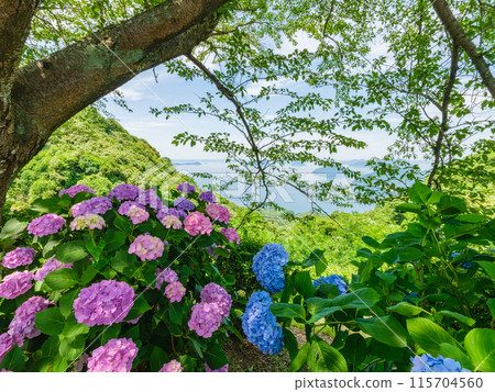 Hydrangeas and the Seto Inland Sea, rainy season, Mount Shiude, Kagawa Prefecture 115704560