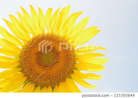 「淡路農場公園英格蘭之丘」的向日葵 115705644