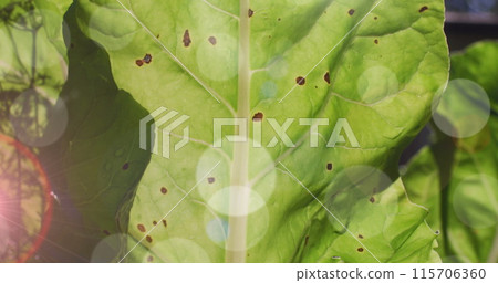 Composite image of spots of light against close up of a green leaf Composite image of spots of light against close up of a green leaf 115706360