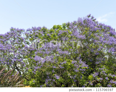 長居植物園盛開的藍花楹花 長居植物園盛開的藍花楹花 115706597