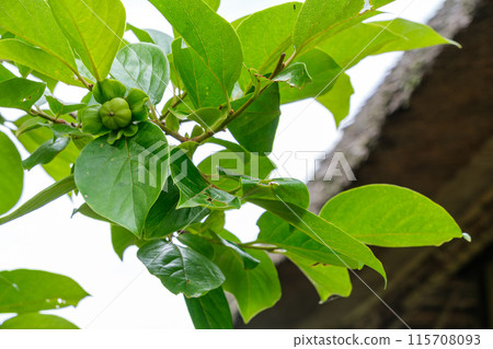 柿子果子和茅草屋頂 115708093