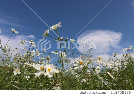 White cosmos fields that seem to float against the blue sky 115708156