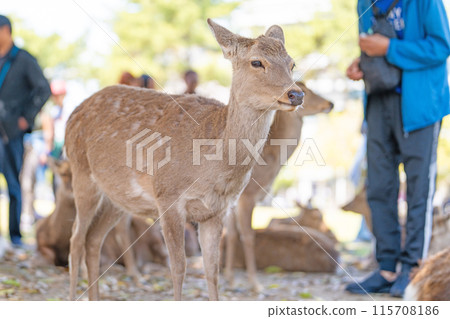 奈良公園的鹿 115708186