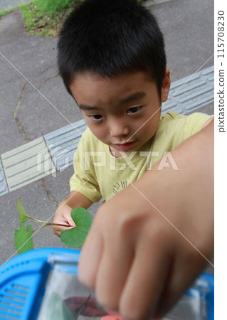 Catching insects for children Catching insects for children 115708230