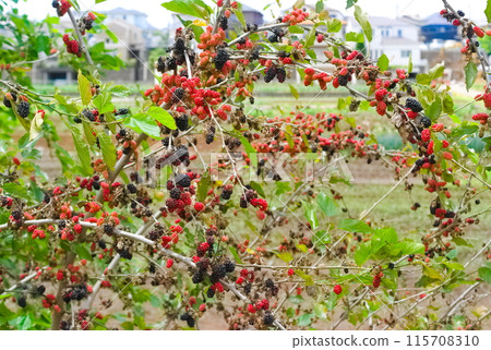 Mulberry Mulberry 115708310