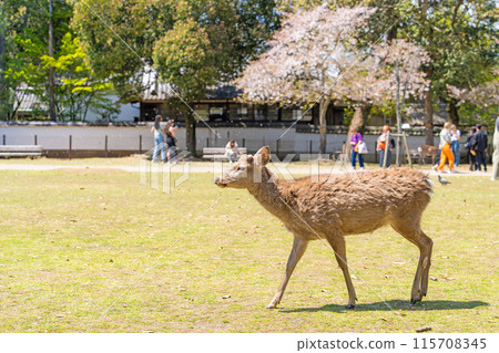 【春天】奈良公園的鹿【櫻花】 【春天】奈良公園的鹿【櫻花】 115708345