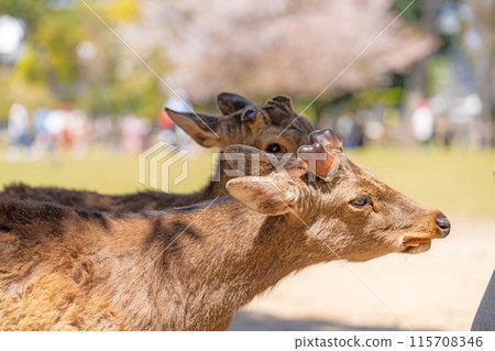 【春天】奈良公園的鹿【櫻花】 【春天】奈良公園的鹿【櫻花】 115708346