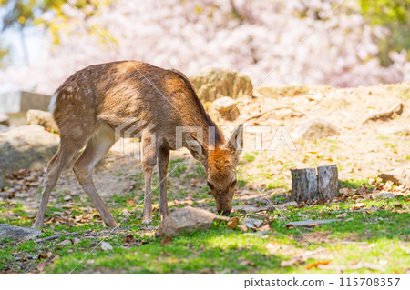 【春天】奈良公園的鹿【櫻花】 115708357