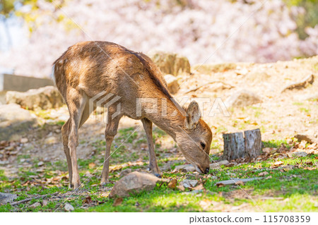 【春天】奈良公園的鹿【櫻花】 【春天】奈良公園的鹿【櫻花】 115708359