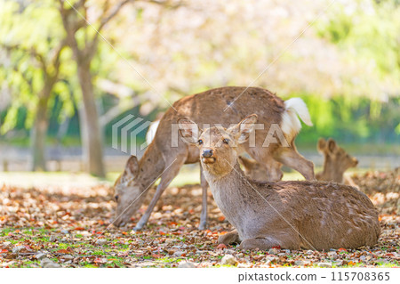 【春天】奈良公園的鹿【櫻花】 【春天】奈良公園的鹿【櫻花】 115708365