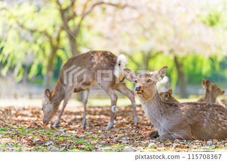 [Spring] Deer in Nara Park [Cherry Blossoms] 115708367