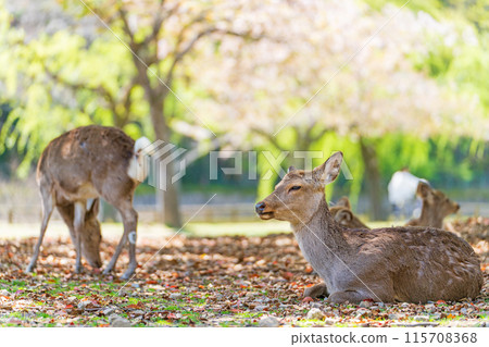 [Spring] Deer in Nara Park [Cherry Blossoms] 115708368