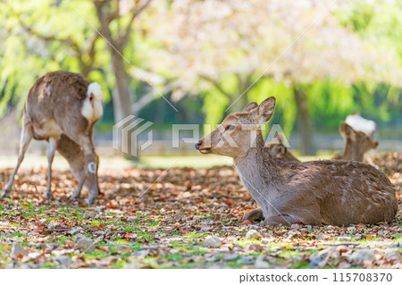 [Spring] Deer in Nara Park [Cherry Blossoms] 115708370
