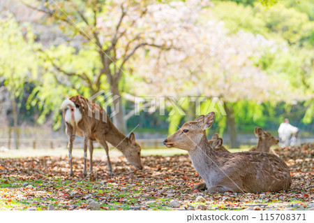 [Spring] Deer in Nara Park [Cherry Blossoms] 115708371